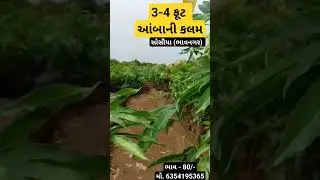 સોસીયા ની આંબાની કલમ - 6354195365