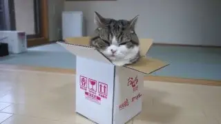 Красивая завораживающая коробка и милая кошка