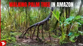 Caught on Camera in the Amazon Jungle and Nobody Can Believe It