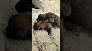 chó con cute