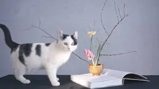 TOP 18 MOST DANGEROUS AND BEAUTIFUL / CAT / IN THIS WORLD