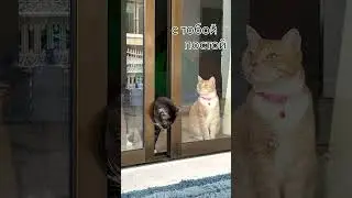 Как относитесь к котикам 😼? 