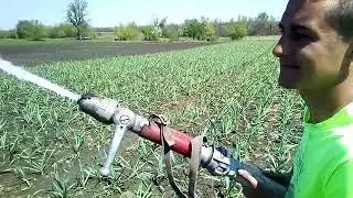 Полив чеснока