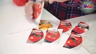 Как вырастить рассаду томатов. Часть 1