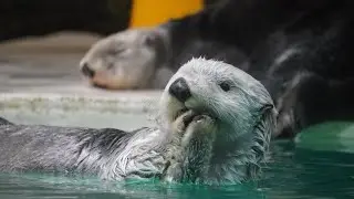 You are OTTERLY AMAZING 🦦🦦🤩 #seaotters