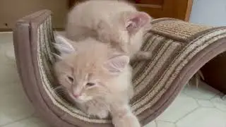 Kittens Grooming and Falling Asleep
