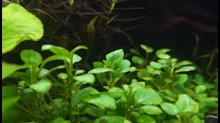 Crazy Easy and Beautiful Plant to Own - Lobelia Cardenalis