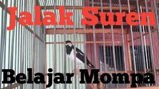 Burung jalak suren/uren(strunus contra) belajar mompa