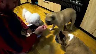 Реакція собак на НОВІ Іграшки!