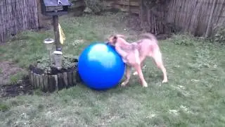naya est le gros ballon bleu