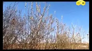 Перга Пчелиная Инструкция