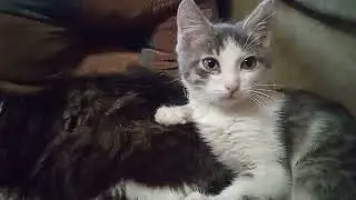 Кот Вискарик