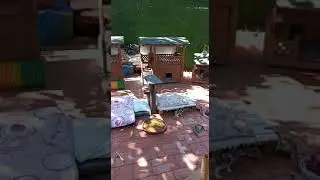 Как бездомные кошки живут в Турции