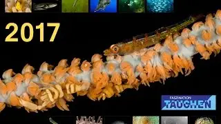 UW-Foto-Kalender 2017 der Interessengemeinschaft Faszination Tauchen