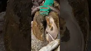 Rocks tucked under the sole..
