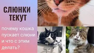 Слюнки текут:почему кошка пускает слюни и что с этим делать?