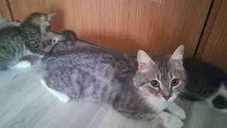 cute kitties and their mom