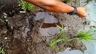 Maniac viral belut cibogo