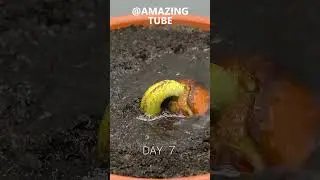 120 Days in 1 Min - Growing Durian Tree From Seed 