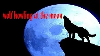 wolf howling at the moon HD 1080p (волк воет на луну)