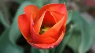 ARIA DI PRIMAVERA.wmv