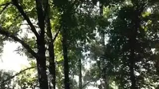 Белая ночь