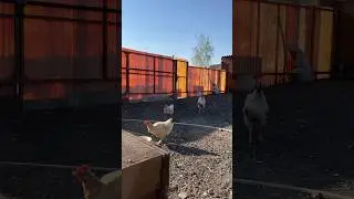 8 мая 2023 Успенка Павлодарская область/ Курочки и петух, домашнее хозяйство 
