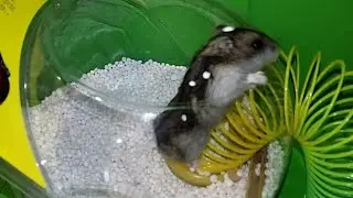 Хомяк не сдаётся! Експеримент с хомяком спортсменам!