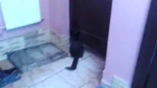 Кошка открыла дверь