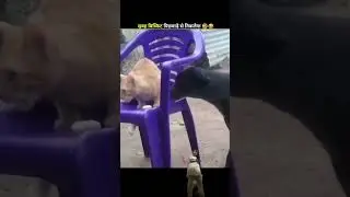 Animal funny movements🤣🤣#amazingsfacts #comedy #fun