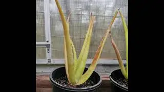Sunburnt Aloe Vera Plant - How to Recover & Treat Damaged leaves.
