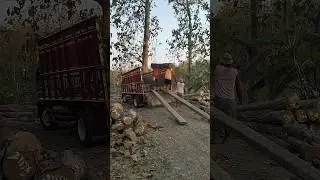 Load official teak wood in Indonesia 5 #woodworking #russia #america #korea #india #china