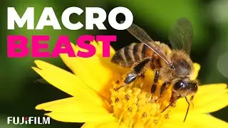 Is the Fujifilm 80mm Macro lens worth It?