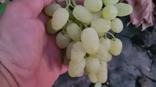 АССОРТИ НОВИНОК ГФ ВИНОГРАДА КАЛУГИНА В.М.  ТЕЛ: 8989 538 12 89. https://t.me/vinogradnikbyrminskogo