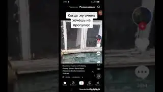 Крейзи собака