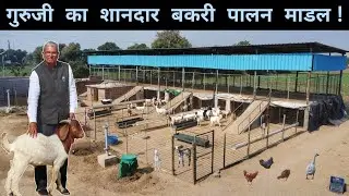 सरकारी स्कूल के मास्टर जी पिछले 3 साल से कर रहे हैं Goat Farming | Multiple farming In 1 Acre