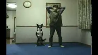 Приседающая собака. Собака повторяка. Собака повторяет за хозяином. Люди и животные