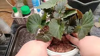 🌸Два беспроигрышных способа укоренения черенка бегонии🌸