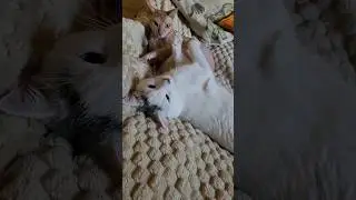 А у нашего кота есть кот😉😍 #catlover #доброеутро #смешнойкот #федя #приколыскотами #тихон