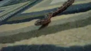 corn snake adventure