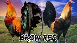 Gallo Brow red @elpoderdelpollo2342