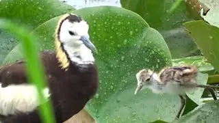 Water birds and Songbirds in the Rain