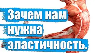 Эластичность мышц.Как это влияет на утомляемость.