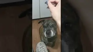 продался за колбасу