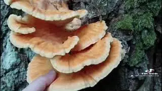 Svavelticka. Laetiporus sulphureus.
