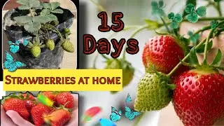 Super strawberry grow at home￼