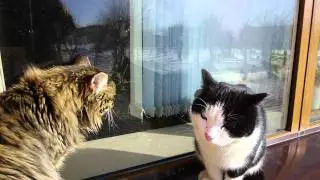 Ещё орущие коты