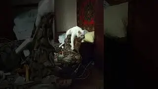 мулька
