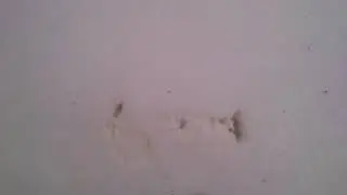 Не ешьте белый снег, ибо