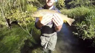 Brown trout fishing in France